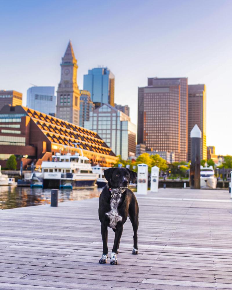 Dog Friendly Vacations In New England