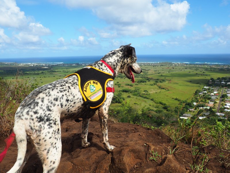 Field Trips With Dogs Kauai